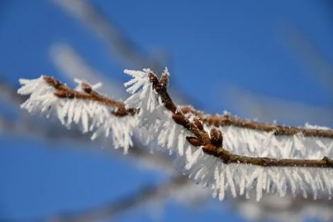 Frosted branches of fruit trees with blue sky. Stock Photos