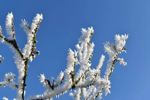 Frosted branches of fruit trees with blue sky Stock Photos