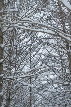 Frosted branches pattern, Frozen branches forming intricate designs beneath subd 写真素材