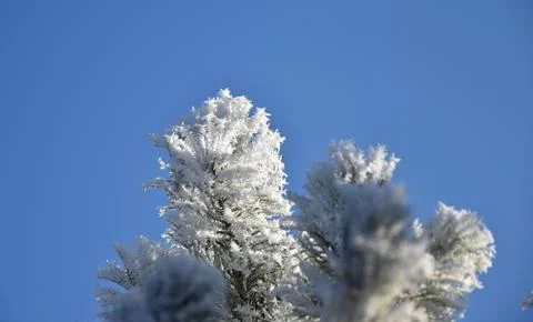 Frosted branches of a pine tree, blue sky. Stock Photos