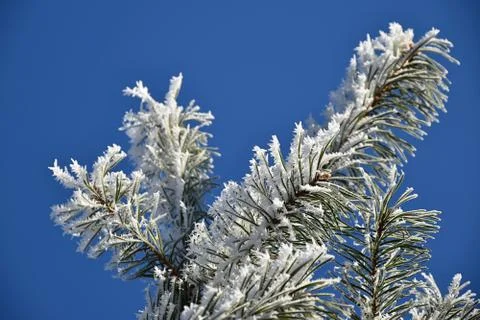 Frosted branches of a pine tree, blue sky 스톡 사진
