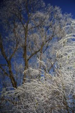 Frosted branches with trees in background blue sky Stock Photos