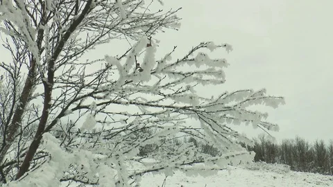 Frosted branches of trees swaying in the wind in the winter forest. Stock Footage 71345528