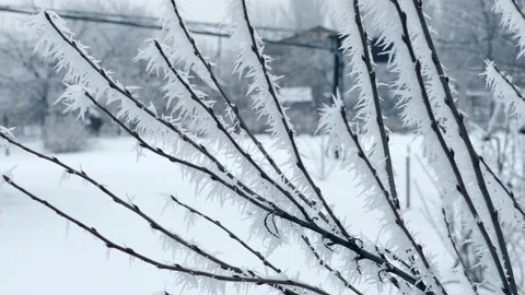 Frosted Branches in Winter Stock Footage 71716860