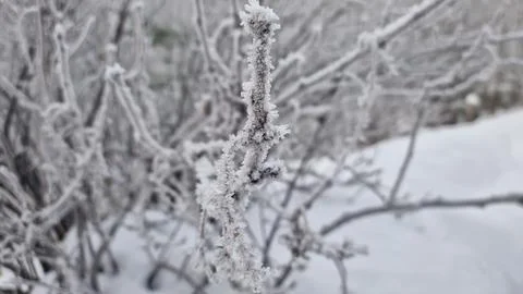 Frosted branches in a winter landscape during a snowy day Stock Photos