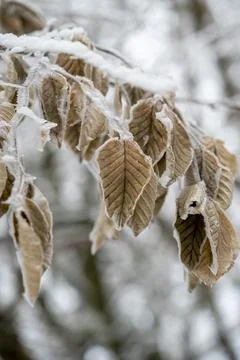 Frosted brown beech tree leaves in the winter season. Stock-Fotos