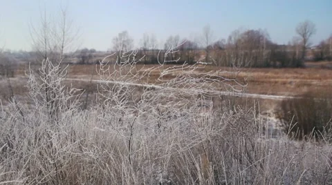 Frosted bush Stock Footage 45990008