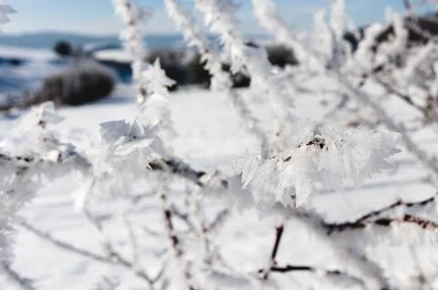 Frosted bush Fotos de archivo