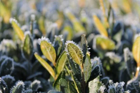 Frosted Buxus Stock Photos