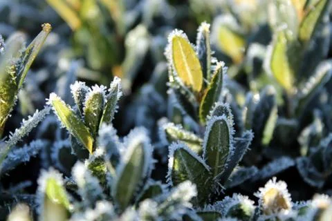 Frosted Buxus Stock Photos
