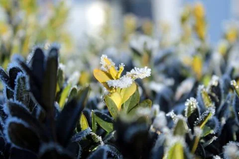 Frosted Buxus Stock Photos