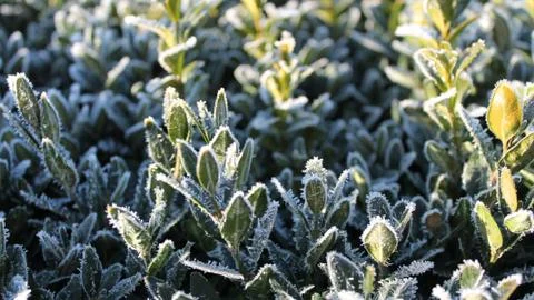Frosted Buxus Stock Photos