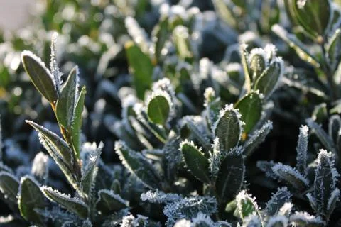 Frosted Buxus Stock Photos