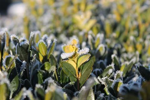 Frosted Buxus Foto stock