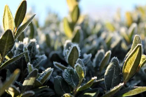 Frosted Buxus Foto stock