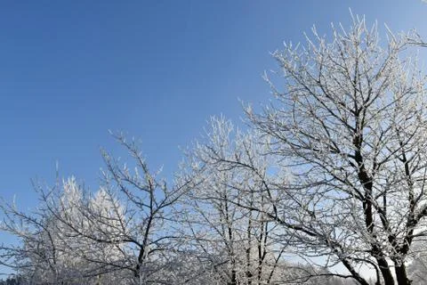Frosted cherry trees, blue sky background. Stock Photos