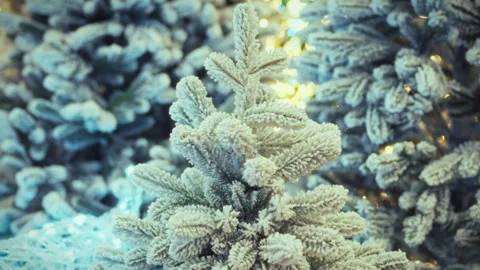 Frosted Christmas trees with lights creating a festive atmosphere in winter Stock Footage 331351553