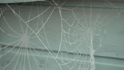 Frosted cobwebs moving in the breeze Video stock 102196960
