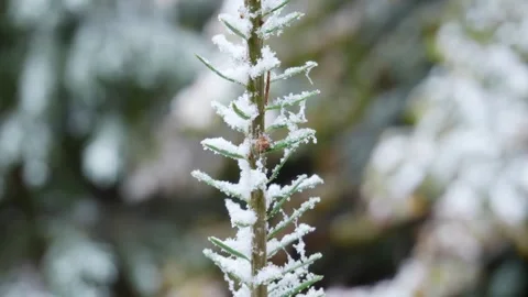 Frosted Conifer Plant Stock Footage 255664833