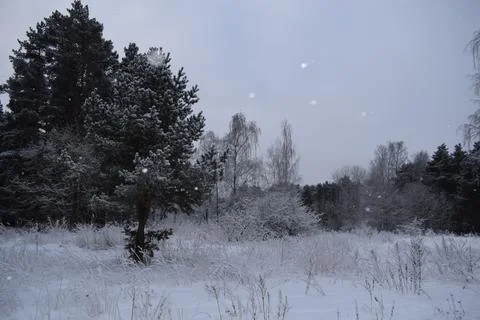 Frosted deciduous and birch trees at edge of snowy winter forest Foto stock