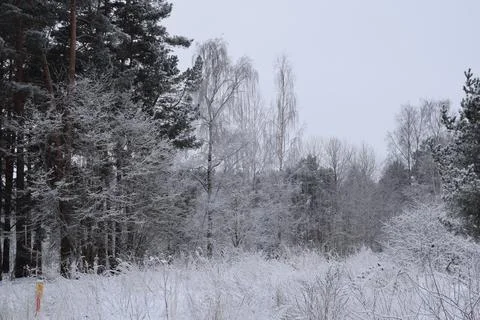 Frosted deciduous and birch trees at edge of snowy winter forest Stock Photos