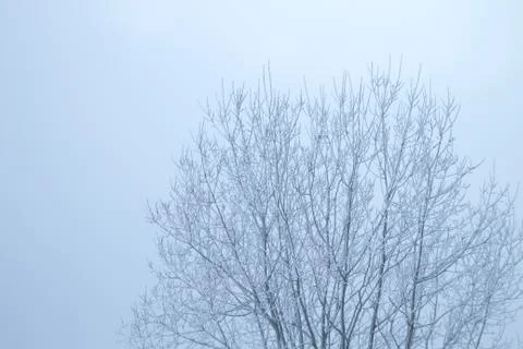 Frosted deciduous tree in winter Stock Photos