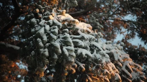 Frosted evergreen branches covered with snow and illuminated by warm golden w Video stock 342237005