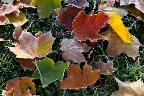 Frosted fall maple leaves Stock Photos