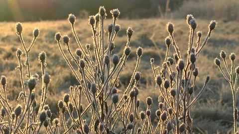 Frosted Flower Buds Stock Footage 102271753