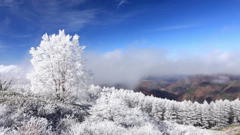 Frosted Forest and Flowing Clouds Видео 330280648