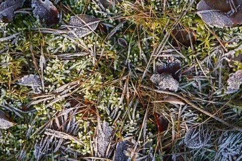 Frosted forest floor with moss, pine needles and fallen leaves Stock Photos