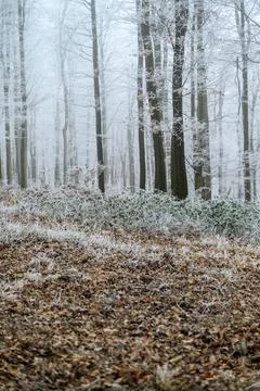 Frosted Forest Floor Stock Photos