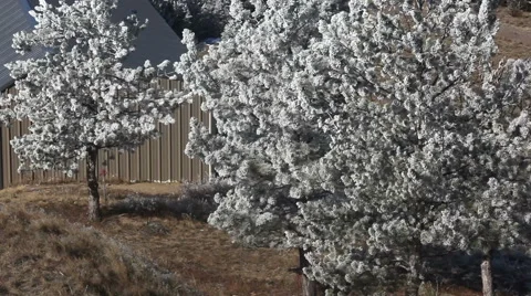 Frosted Forest Stock Footage 54760568