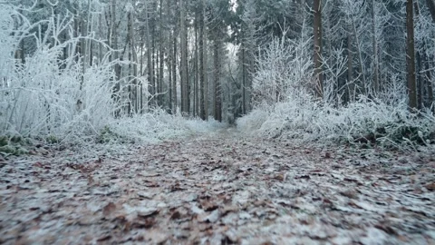 Frosted forest Stock Footage 304755996