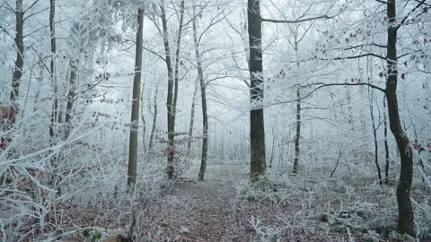 Frosted forest Stock Footage 304756014
