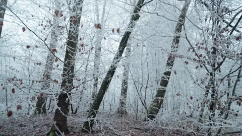 Frosted forest Stock Footage 304756076