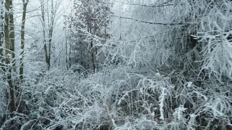 Frosted forest Stock Footage 304756094