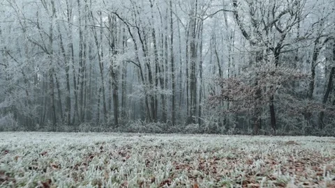 Frosted forest Stock Footage 304756206