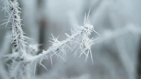 Frosted forest Stock Footage 304756285