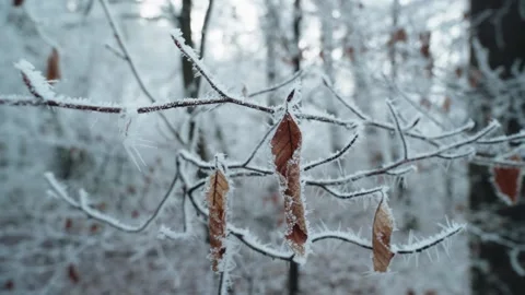 Frosted forest Stock Footage 304756288