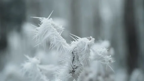 Frosted forest Stock Footage 304756303