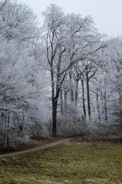 Frosted Forest Path Stock Photos