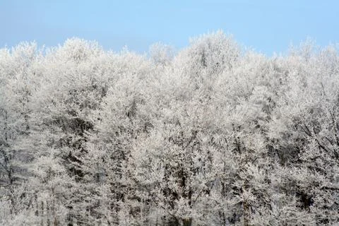 Frosted forest Stock Photos