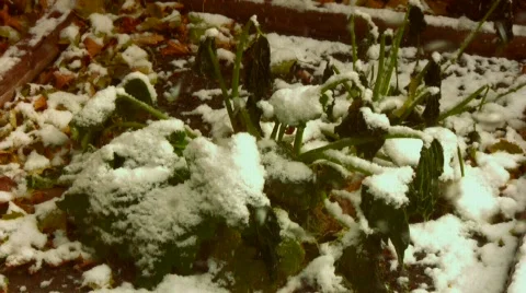 Frosted Garden 動画素材 555654