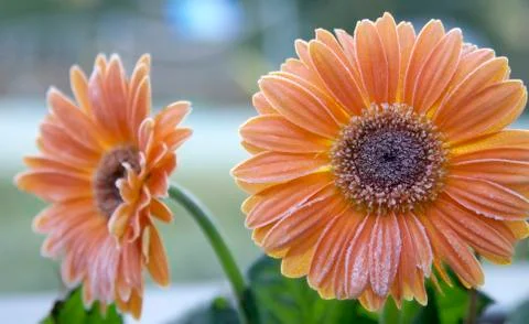 Frosted gerberas Stock Photos