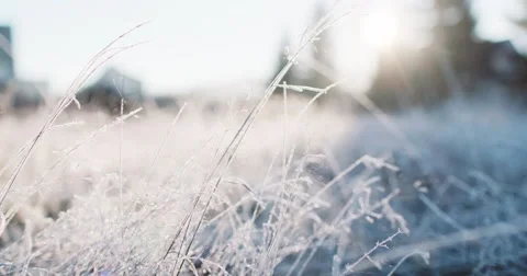 Frosted Grass Background, Dolly Shot. 4K SLOW MOTION 120fps. Close Up. 库存影片 69259257