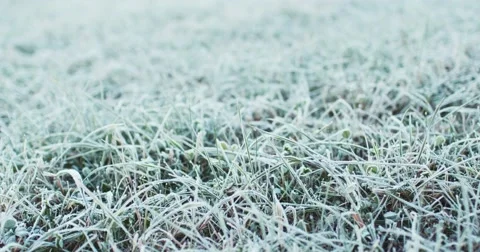 Frosted Grass Background, Dolly Shot. 4K SLOW MOTION 120fps. Close Up. Vidéo 69259363