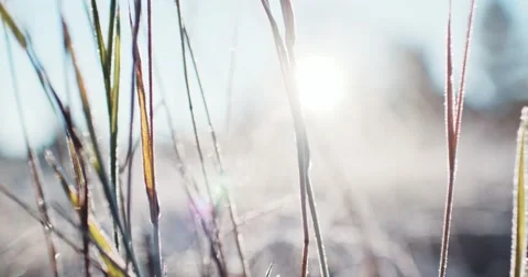 Frosted Grass Background, Dolly Shot. 4K SLOW MOTION 120fps. Close Up. Video stock 69259854