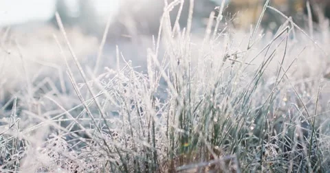 Frosted Grass Background, Dolly Shot. 4K SLOW MOTION 120fps. Close Up. Video stock 69260135