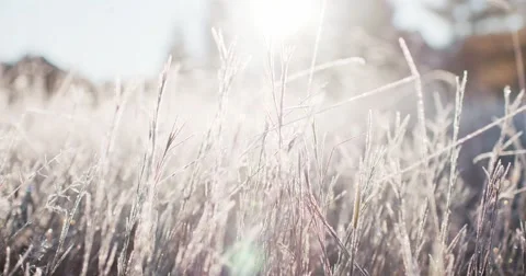 Frosted Grass Background, Dolly Shot. 4K SLOW MOTION 120fps. Close Up. Vidéo 69260355